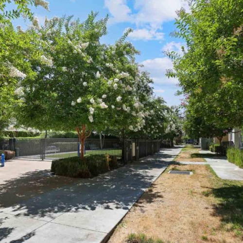 a path with trees and a fence